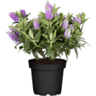 OBI Haßloch - Strauchveronika "All Blooms" Angebot im Prospekt Strauchveronika "All Blooms" bei OBI im Haßloch Prospekt für 2,99 €