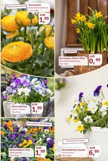 Pflanzen im Garten-Center Nordharz GmbH & Co. KG Prospekt "Frühling pflanzen. Ostern genießen." mit 16 Seiten (Hannover)