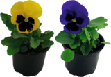 PENSÉES À GROSSES FLEURS - Auchan Hypermarché à Bordeaux PENSÉES À GROSSES FLEURS en promo chez Auchan Hypermarché Bordeaux à 1,00 €