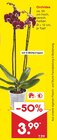 Orchidee Angebote bei Netto Marken-Discount Cottbus für 3,99 €