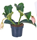 Medinilla "Magnifica Pinatubo" bei Netto mit dem Scottie im Ahrensburg Prospekt für 7,99 €