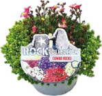 Globus-Baumarkt Hoyerswerda - Interspezifische Polsterstauden 'Combo Rocks' Angebot im Prospekt Interspezifische Polsterstauden 'Combo Rocks' bei Globus-Baumarkt im Hoyerswerda Prospekt für 4,99 €