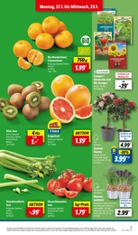 Tomaten Angebot im aktuellen Lidl Prospekt auf Seite 3