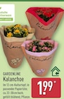Kalanchoe von Gardenline für 1,99 € bei ALDI Nord im Angebot Kalanchoe von Gardenline im aktuellen ALDI Nord Prospekt
