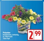 Petunien von Triobells für 2,99 € bei EDEKA im Angebot Petunien von Triobells im aktuellen EDEKA Prospekt