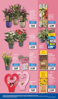 Blumen Angebot im aktuellen Lidl Prospekt auf Seite 17