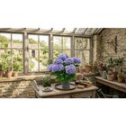 Hortensia en fleurs en promo chez Carrefour Villeurbanne à 9,99 €