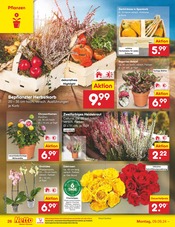 Ähnliche Angebote wie Hortensie im Prospekt "Aktuelle Angebote" auf Seite 34 von Netto Marken-Discount in Halberstadt