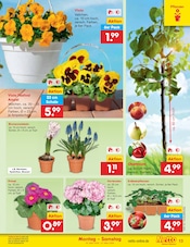 Blumen im Netto Marken-Discount Prospekt in Lehrte Aktueller Netto Marken-Discount Prospekt mit Blumen, "Aktuelle Angebote", Seite 13
