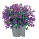 Glockenblume Angebote bei toom Baumarkt Bietigheim-Bissingen für 4,99 €