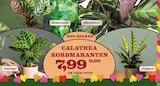 Calathea Korbmaranten Angebote bei Garten-Center Nordharz GmbH & Co. KG Braunschweig für 7,99 €