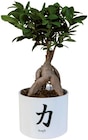 Ficus ginseng en pot céramique Japon en promo chez Lidl Poitiers à 8,49 €