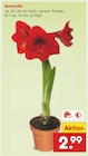 Amaryllis im Angebot bei Netto Marken-Discount in Solingen Amaryllis Angebote bei Netto Marken-Discount Solingen für 2,99 €