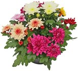 Aktuelles Chrysantheme Angebot bei REWE in Wiesbaden ab 2,79 €