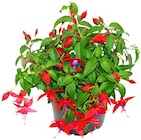 Fuchsie im Angebot bei Penny in Dresden Fuchsie Angebote bei Penny Dresden für 1,99 €