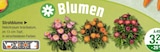 Strohblume für 3,29 € bei V-Markt im Angebot Strohblume im aktuellen V-Markt Prospekt
