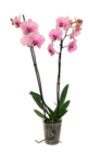 Phalaenopsis von Gardenline für 6,99 € bei ALDI Nord im Angebot Phalaenopsis von Gardenline im aktuellen ALDI Nord Prospekt