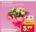 Chrysantheme Angebote bei Netto Marken-Discount Mülheim für 5,99 €