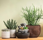 Aktuelle Blumentopf Angebote bei Dehner Garten-Center in Duisburg Aktuelles Gasterie Angebot bei Dehner Garten-Center in Duisburg ab 3,99 €