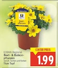 Beet- & Balkonpflanzen von EDEKA Regional im aktuellen E center Prospekt