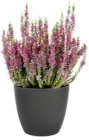 Calluna „Beauty Ladies“ bei Thomas Philipps im Prospekt "" für 1,11 €