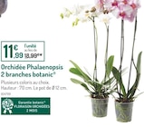 Orchidée Phalaenopsis 2 branches - botanic en promo chez Botanic Grenoble à 11,99 €