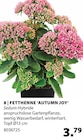FETTHENNE 'AUTUMN JOY' im Angebot bei Dehner Garten-Center in Recklinghausen FETTHENNE 'AUTUMN JOY' Angebote bei Dehner Garten-Center Recklinghausen für 3,79 €