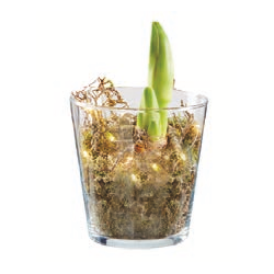 Amaryllis im Glas