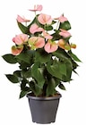 Anthurium - Lidl à Reims Anthurium en promo chez Lidl Reims à 8,99 €
