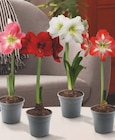 Amaryllis - GARDENLINE dans le catalogue Aldi