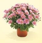 Chrysanthème pompon pot 15 cm unicolore en promo chez Netto Orange à 2,99 €