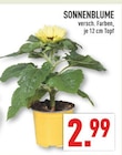 SONNENBLUME im Angebot bei Marktkauf in Recklinghausen SONNENBLUME Angebote bei Marktkauf Recklinghausen für 2,99 €
