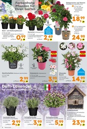 Deko-Blumen Angebot im aktuellen Globus-Baumarkt Prospekt auf Seite 2