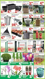 Wreesmann Amaryllis im Prospekt Wreesmann Amaryllis im Prospekt