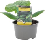 Zucchini Angebote von Gemüselust bei Penny Cottbus für 1,99 €