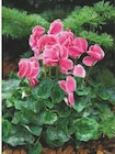 Promo Cyclamen à 1,99 € dans le catalogue Super U à Craon