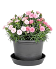 Pflanztopf „Campanula“ Angebote bei Thomas Philipps Lutherstadt Wittenberg für 0,44 €
