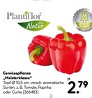 Gemüsepflanze "Meisterklasse" bei BayWa Bau- und Gartenmärkte im Prospekt "" für 2,79 €