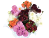 Chrysanthemen Flowerpops bei EDEKA im Wrist Prospekt für 3,99 €