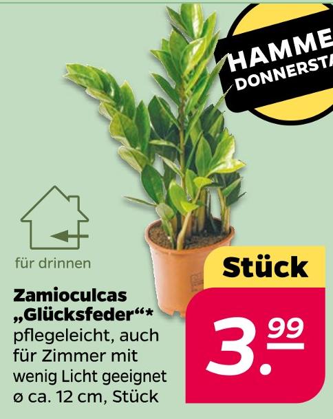 Zamioculcas 'Glücksfeder'