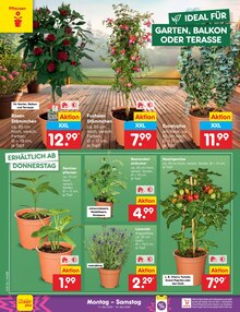 Paprika im Netto Marken-Discount Prospekt "Aktuelle Angebote" mit 62 Seiten (Hannover)