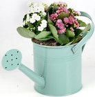 Thomas Philipps Straubing - Kalanchoe in Gießkanne Angebot im Prospekt Kalanchoe in Gießkanne bei Thomas Philipps im Straubing Prospekt für 7,99 €