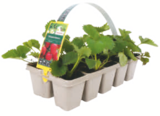 toom Baumarkt Lemgo - Erdbeerpflanzen Angebot im Prospekt Erdbeerpflanzen bei toom Baumarkt im Lemgo Prospekt für 1,49 €