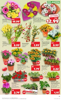 Blumen im Kaufland Prospekt "Aktuelle Angebote" mit 56 Seiten (Regensburg)