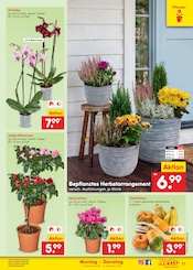Blumen im Netto Marken-Discount Prospekt in Peine Aktueller Netto Marken-Discount Prospekt mit Blumen, "Aktuelle Angebote", Seite 17