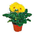 Netto mit dem Scottie Nietwerder - Gerbera Angebot im Prospekt Gerbera bei Netto mit dem Scottie im Nietwerder Prospekt für 1,49 €