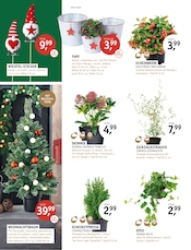 Blumentopf im ROSENGUT Langerwisch Prospekt in Potsdam Aktueller ROSENGUT Langerwisch Prospekt mit Blumentopf, "MAGISCHER ADVENT!", Seite 6