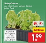 Salatpflanzen im aktuellen Netto Marken-Discount Prospekt