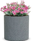 Thomas Philipps - Pflanzkübel „Cylinder“ Angebot im Prospekt Pflanzkübel „Cylinder“ bei Thomas Philipps im Prospekt "" für 22,00 €