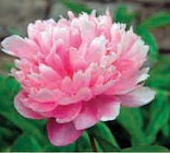 Pivoine Double en promo chez Super U Toulouse à 8,90 €